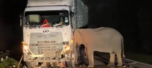 Anak Gajah Mati Tertabrak Truk, Induk Viral Bergeming Tak Mau Pergi